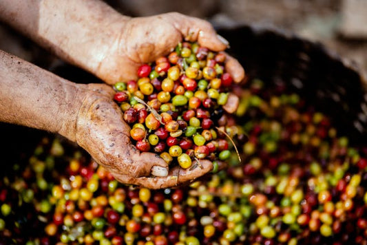 Waarom koffie opnieuw duurder wordt en waarom dit pas het begin is